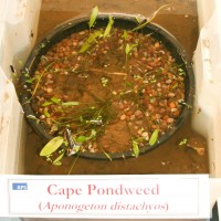 Cape Pondweed